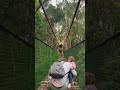 Gibbon swings over family while crossing a bridge