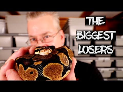 The Ball Python Morphs that Dropped in Price the Most!