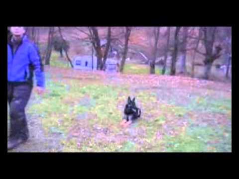 EXTREME OREX Aykmar - OBEDIENCE - 5,5 months