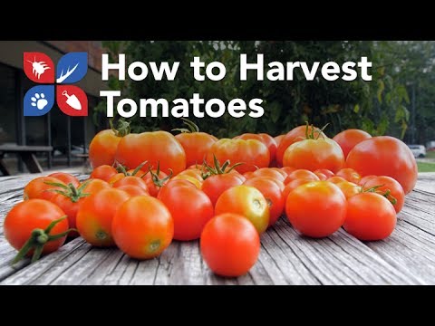  Do My Own Gardening - Harvesting Tomatoes  Video 