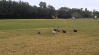 preview picture of video 'Guinea Fowl on Sale at Walmart in Weslaco Texas'