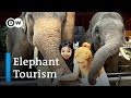 The Dark Side Of Thailand S Elephant Tourism DW Stories