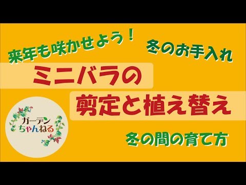 もうすぐリピートバラの剪定が始まります！手間をかけずにそれを達成する方法は次のとおりです  庭園
