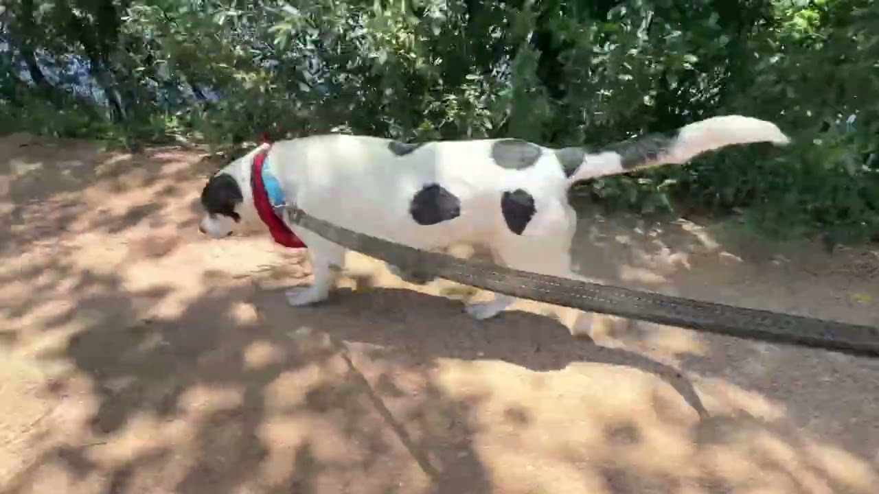 Enlarge Regina George, a Adoptable mixed breed in Austin, TX video 6/6