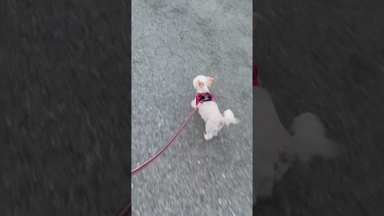 Luna, a Adoptable Mixed Breed in Cashmere, WA video 5/5