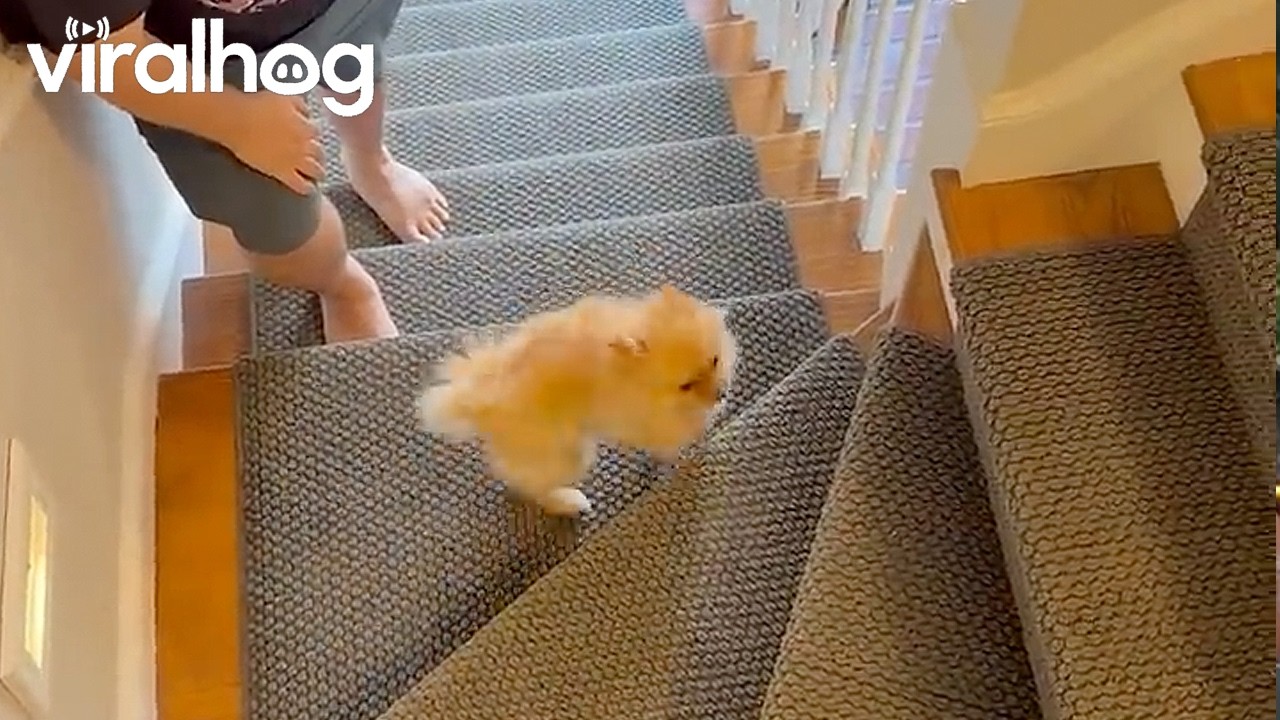 Zoe Outsmarts New Dog Gate || ViralHog