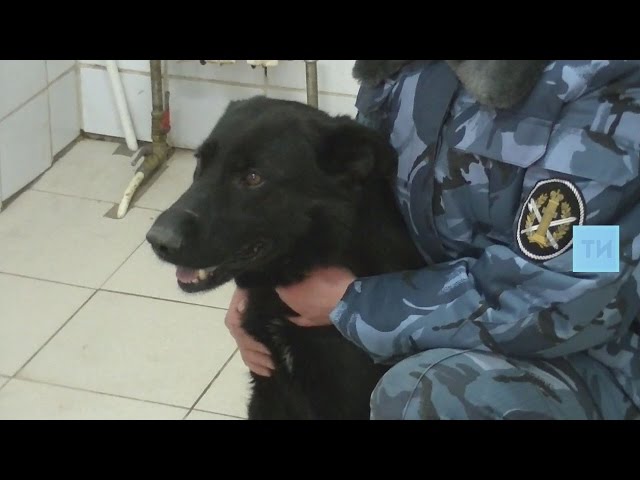 Два щенка татарстанских служебных собак отправятся служить в Крым 