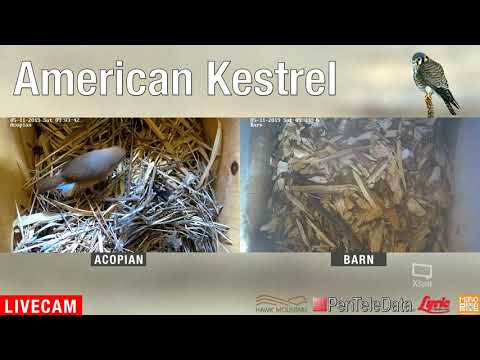 A Wren Visits the Acopian Nest Box!