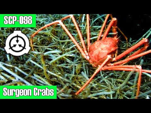 SCP-098 Surgeon Crabs - Cut, Stitch, Feed: Inside the Gruesome Hunting Rituals Of Surgeon Crabs