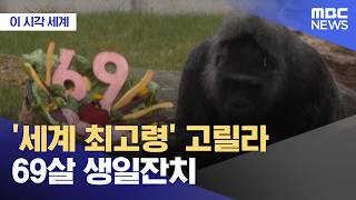 [이 시각 세계] '세계 최고령' 고릴라 69살 생일잔치 (2026.04.14/뉴스투데이/MBC)
