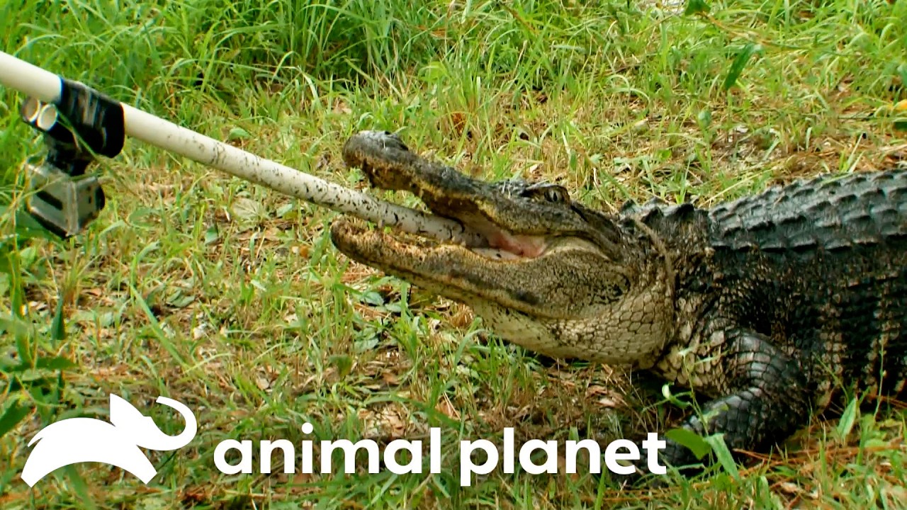 9-Foot Gator Gets Caught In Crab Trap! | Gator Boys | Animal Planet