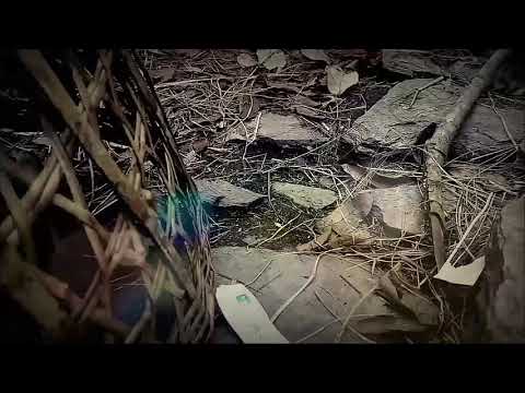 Funny nepali cat fight