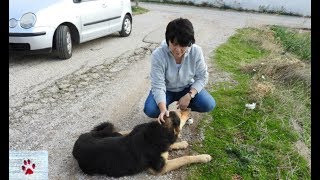 Rescue story of an abandoned, injured dog who loved people