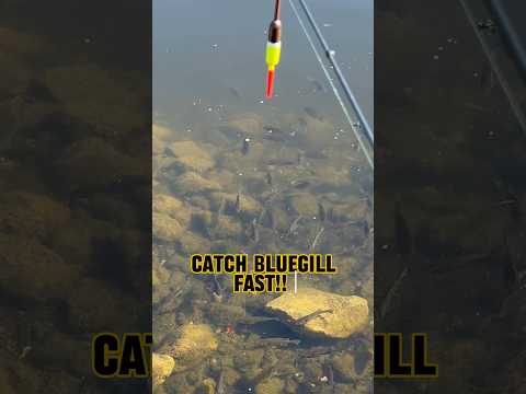 4-Step Program To Catch Bluegill FAST!! 🎣🐟 #shorts #fishing #bluegill