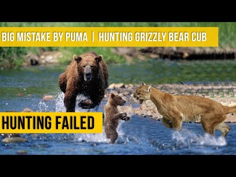 Big Mistake by Puma Hunting bear cub | Mother Reacted Quickly Saved Cub | Hunting Failed