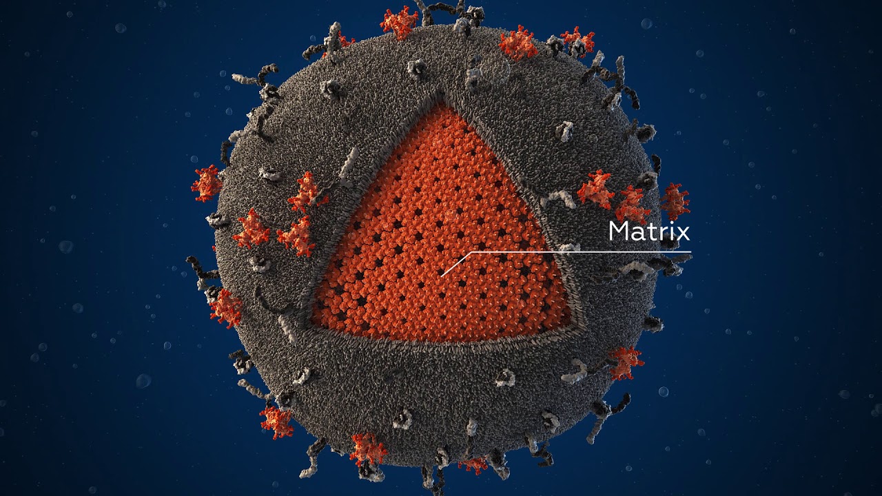 HIV Scientifically Accurate 3D Model