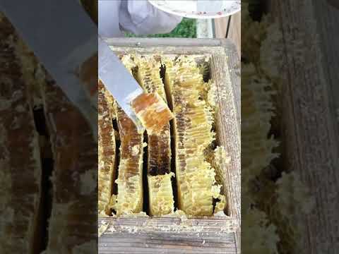 コマドリを巣箱に引き寄せる方法は？彼は秋と冬に何を食べますか？  庭園