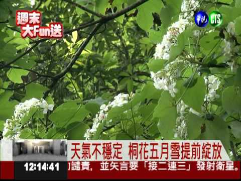 山頭五月雪! 油桐花提早綻放