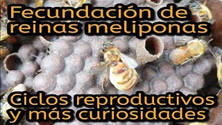 Fecundación en reinas meliponas y ciclos reproduc