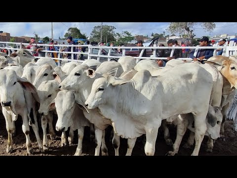 Feira de gado em jupi-Pe 26-10-2025 muito gado bom 