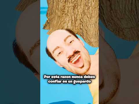 Por esta razon nunca debes confiar en un guepardo