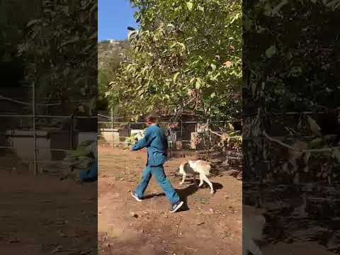 Ranya walking with her rescuer