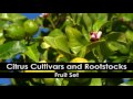 Citrus Pruning: 1. Pruning Principles