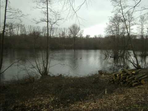 Blaasveld'Domeinbos Het Broek'.wmv