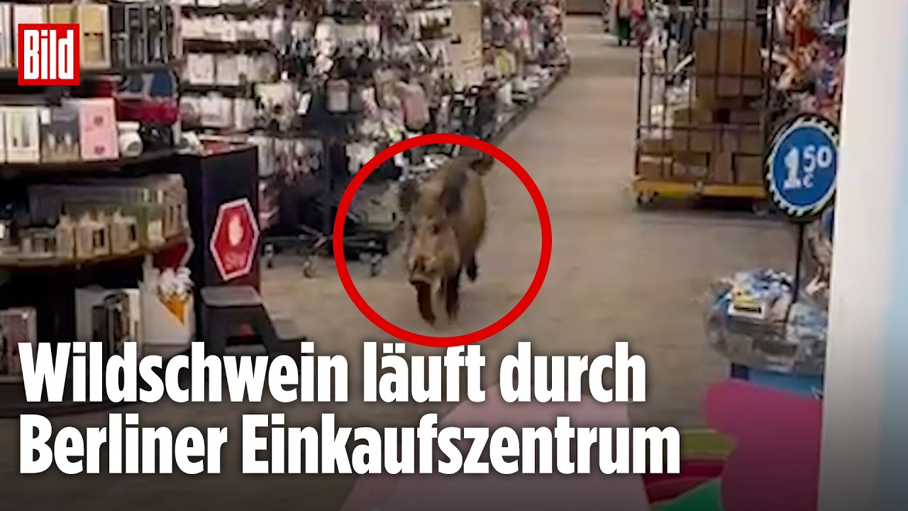 EINSATZ IN KÖPENICK: Wildschwein läuft durch Berliner Discounter – Polizei räumt Einkaufszentrum