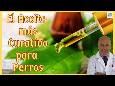 ✅ USES AND BENEFITS OF TEA TREE OIL FOR DOGS ✅