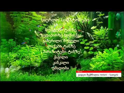 აკვარეუმის თევზების დაავადებები, სიმპტომები