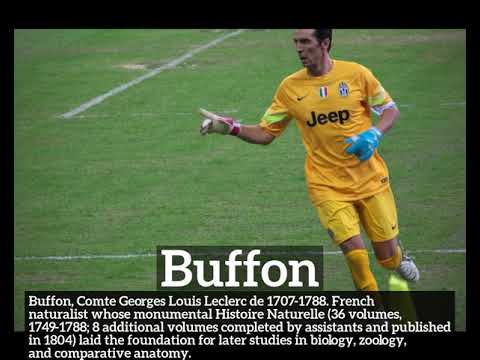 How Does Buffon Look? | How to Say Buffon in English? | What is Buffon?