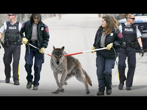 YouTube video about: Are wolf dogs legal in illinois?