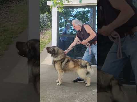 This Is Why You Don’t Mess With a Sarplaninac’s Owner!