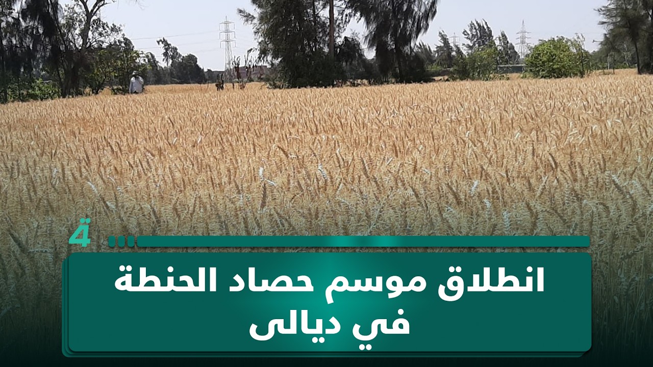 فيديو | أمانة بغداد: استمرار حملة "بغداد أجمل" الثانية.. انطلاق موسم حصاد الحنطة في ديالى