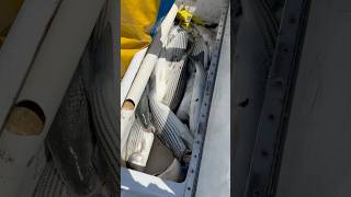 初めてアメリカで釣船に乗って釣りをしてた