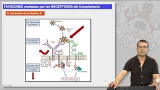 12.1 EL SISTEMA DE COMPLEMENTO Y SUS RECEPTORES (II)