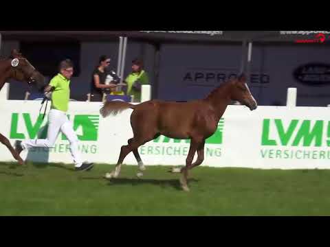 18 - Cornwall, HF v. Cockney Cracker WE - A Gorgeous, *04.04.2018