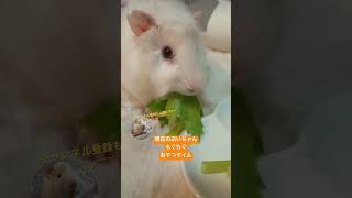 もぐもぐ ぷいちゃん #cute #モルモット #アビシニアンモルモット #癒し #可愛い #guineapig #guineapigs