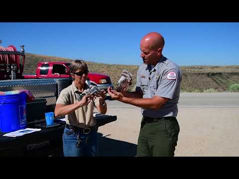 Lucky Peak Dam's Kestrel Nest Box Program