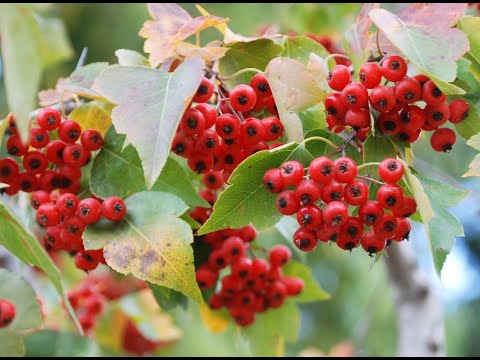 The Amazing Life of the Hawthorn Tree