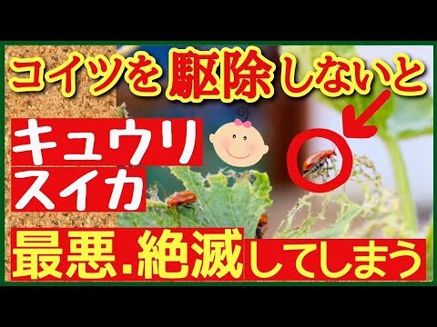 園芸 ケニアキュウリ、メツロン、キワノ、角キュウリ、角メロン