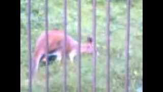 preview picture of video 'The kangaroo,Alipore Zoo,Kolkata,India'