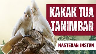 Download lagu Suara Kakak Tua untuk Pemikat dan Masteran Burung Kicau mp3