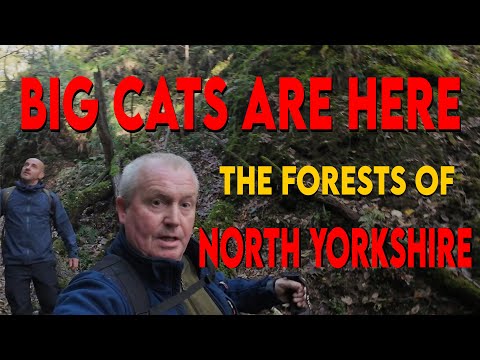 They’re Here: Big Cats of North Yorkshire