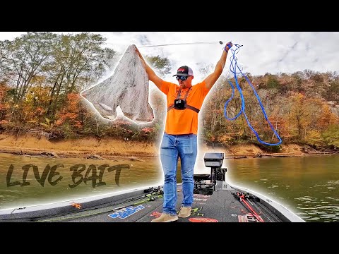 Catching BIGGUNS With LIVE BAIT!! (INSANE)
