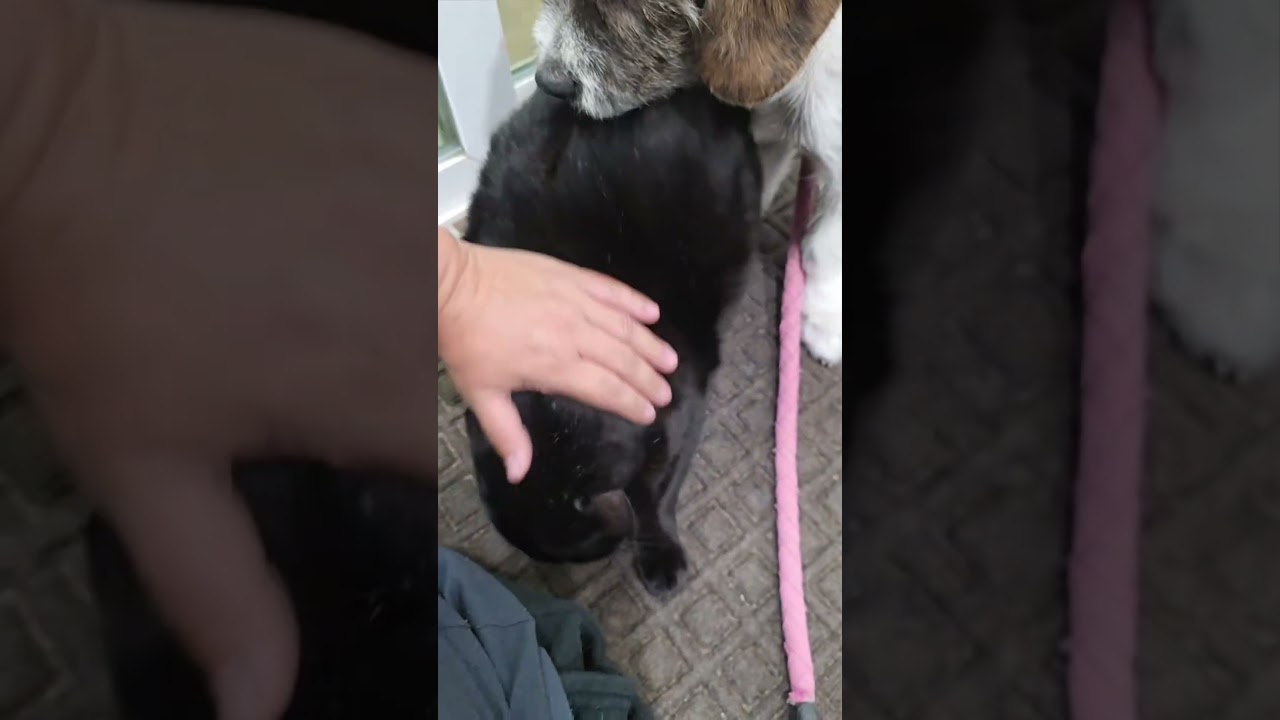 Enlarge Autumn, a Adoptable mixed breed in Willington, CT video 6/6