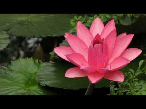 Opwekking 692 Mijn Heer zal ik altijd prijzen 1B