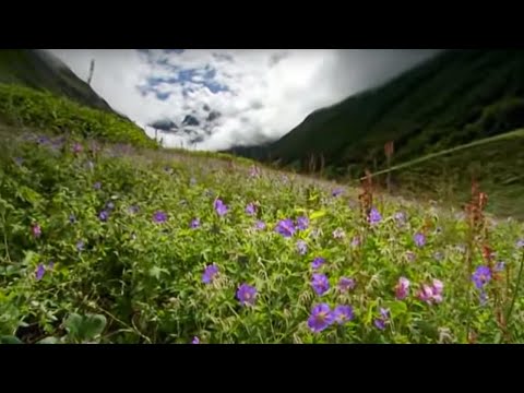 The Valley of Flowers | Ganges | BBC Studios
