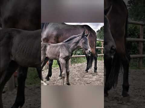 Von Rubin Royal x San Amour x Ehrentanz Fohlen  Rubin Shadow